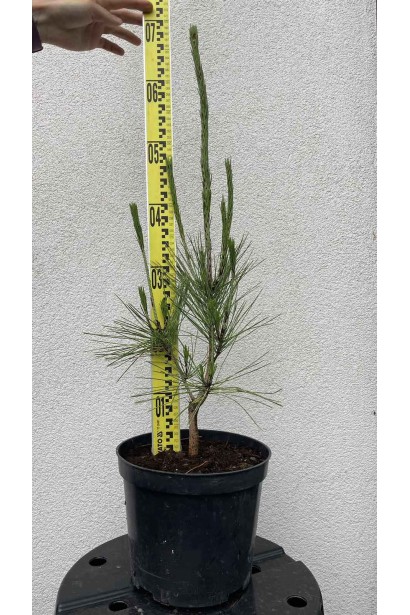 Сосна густоквіткова Окулус Драконіс - 3л/вис.60-80см/Ø25-35см